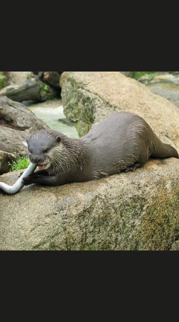La loutre
