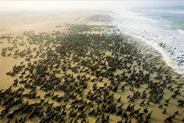 Des phoques par millions