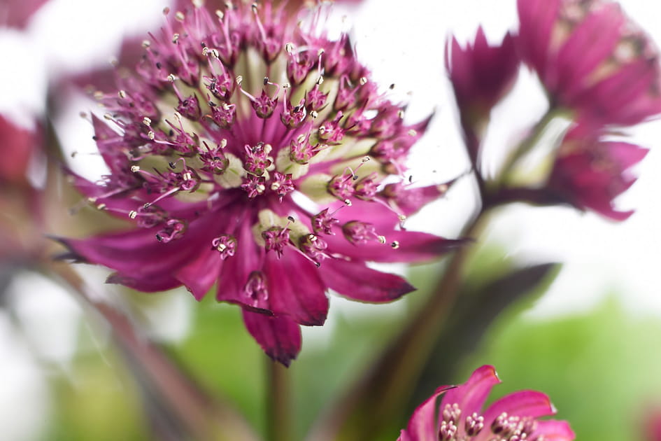 L'astrance, id&eacute;ale pour un jardin sauvage