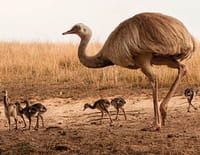 Les zarbis : Les parents qui craignent