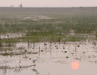 La vie secrète des lacs : Le lac Chilika, l'éphémère