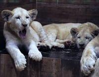 Zoo Nursery France : Les jeux d'Amnéville