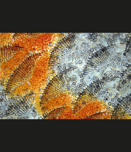 Ecailles multicolores d'un poisson amazonien