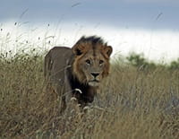 Les Masaï et le lion