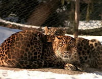 Quatre saisons au zoo de Montréal