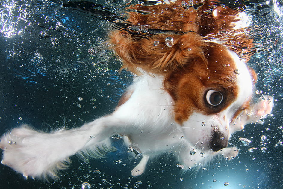 As de la natation