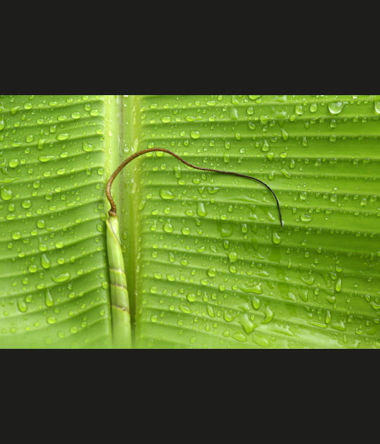 Feuille de bananier sous la pluie