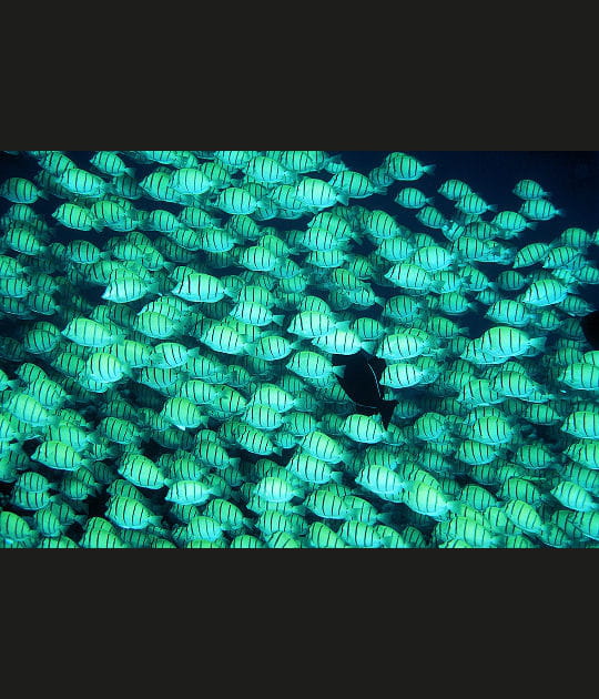 Banc de chirurgiens bagnards, Maldives