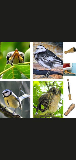 Coup de coeur de la r&eacute;daction&nbsp;: un appeau pour parler aux oiseaux