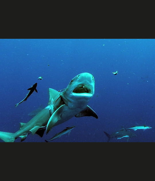 Requin bouledogue