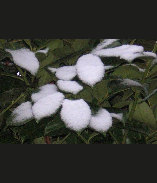 Velout&eacute; de neige