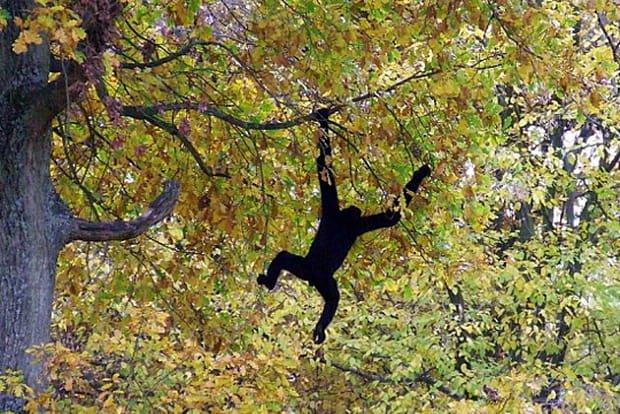 Le gibbon noir, voltigeur asiatique