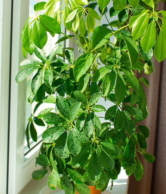 Le schefflera, la plus facile &agrave; vivre