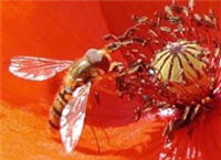 insecte