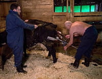 L'incroyable Dr Pol : Une journée bien remplie