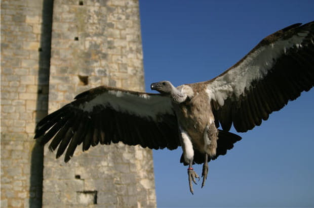 Vautour à dos blanc