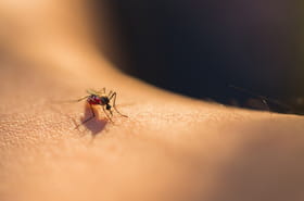 20&nbsp;cas de virus du Nil occidental d&eacute;tect&eacute;s en France&nbsp;: quelle est cette maladie&nbsp;?
