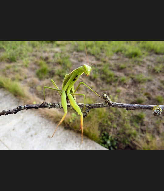 Quand la mante religieuse pose