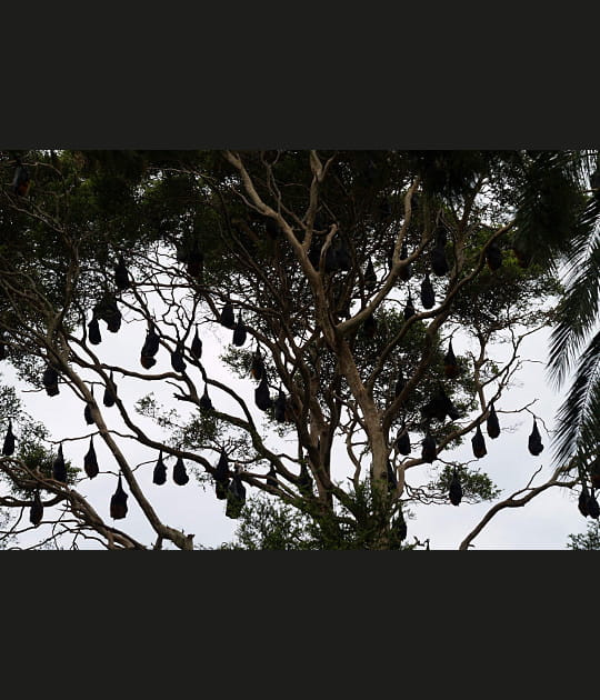 Un arbre &agrave; chauve-souris
