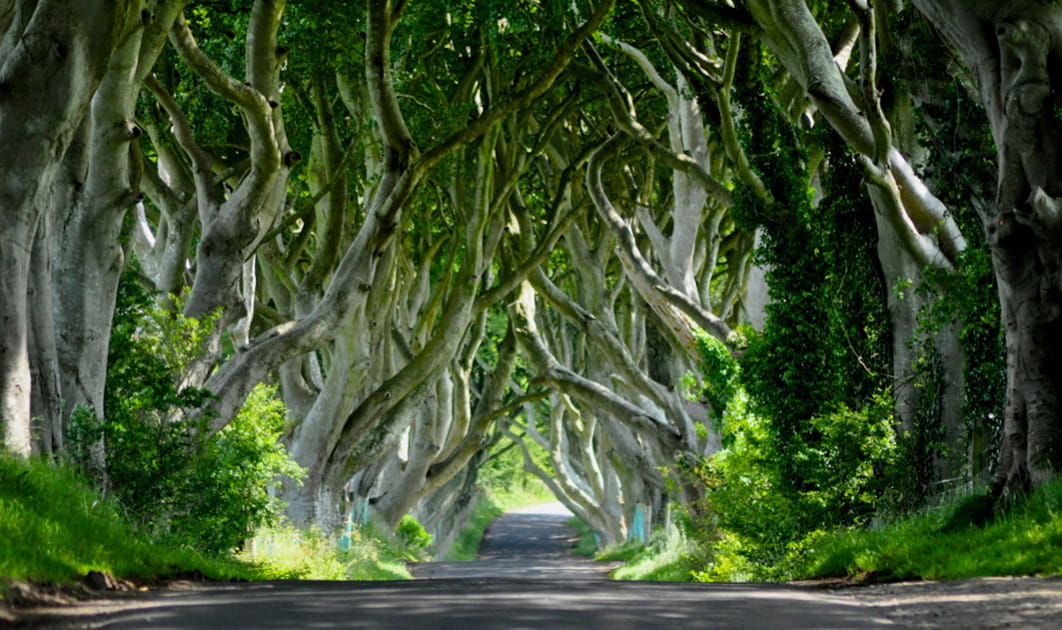 La Route Royale : Dark Hedges