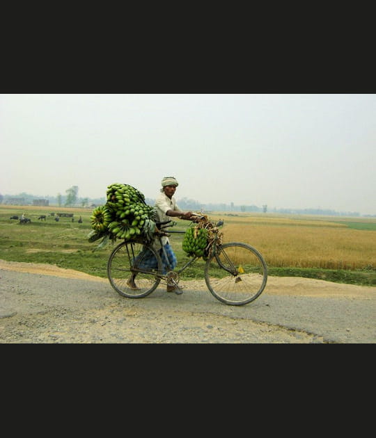 Transporteur de bananes