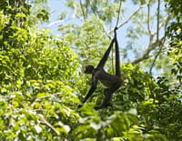 Selva, la forêt sous les tropiques