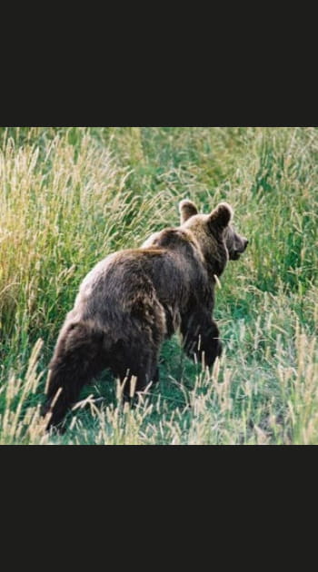 L'ours des Py&eacute;r&eacute;n&eacute;es