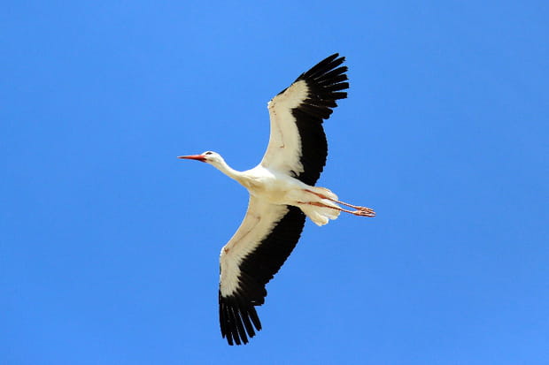La cigogne blanche en Alsace