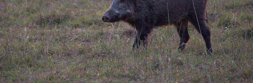 Haute-Garonne. &quot;Heureusement qu'il y a des marches&nbsp;!&quot; Un sanglier entre dans le jardin et panique, le drame est &eacute;vit&eacute; in extremis