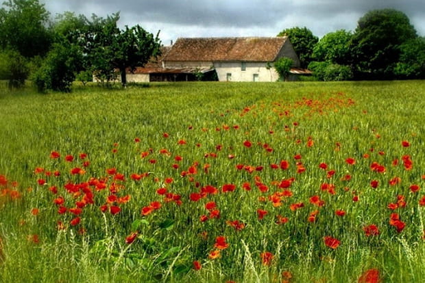 Coquelicots