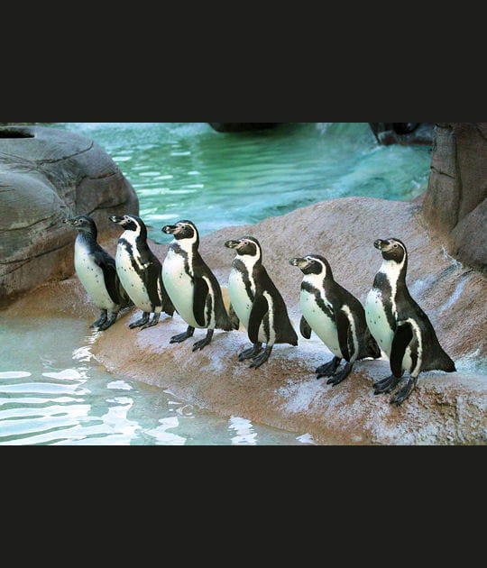 Manchots de Humboldt