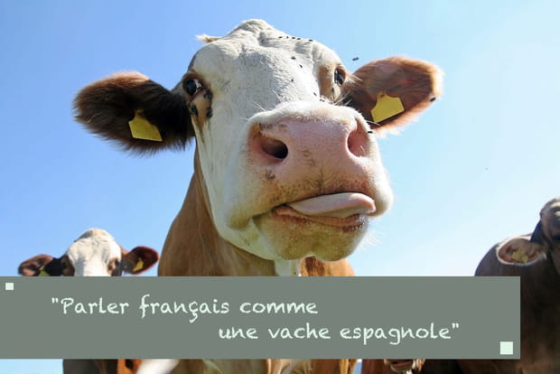 "Comme une vache espagnole"