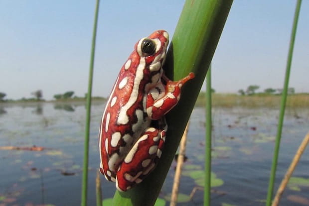 Okavango : terre des petites espèces