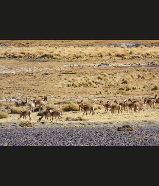 Apr&egrave;s les chameaux, les lamas