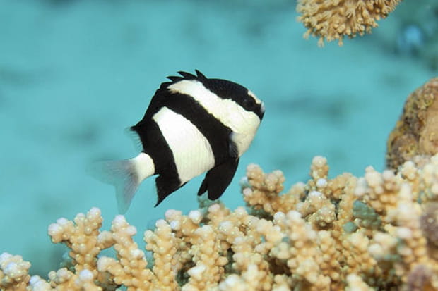 Les côtes de la Mer Rouge