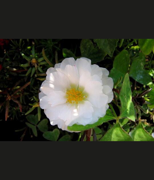 La reine des fleurs