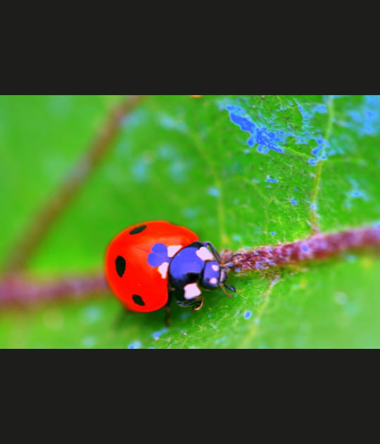 Coccinelle
