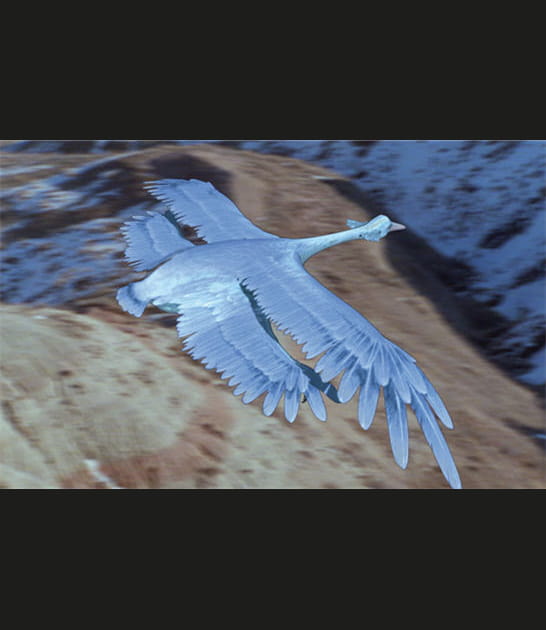Grand planeur bleu