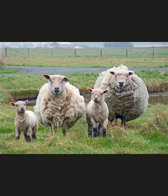Dans le style mouton de Panurge