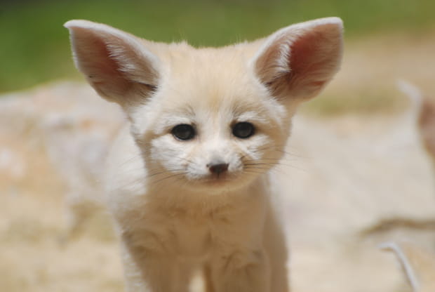 Des fennecs au Zoo de La Barben
