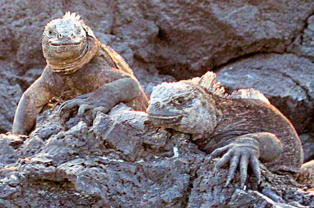 Iguanes des Galapagos