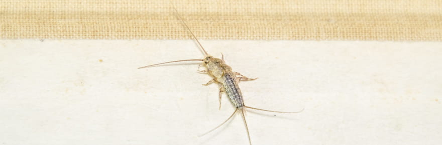 Ne les laissez pas s'installer&nbsp;: voir des poissons d'argent en dit beaucoup sur votre maison