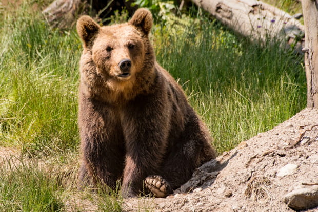 L'ours des Pyrénées