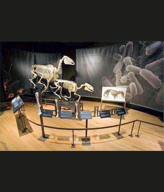 Cha&icirc;ne &eacute;volutive des chevaux