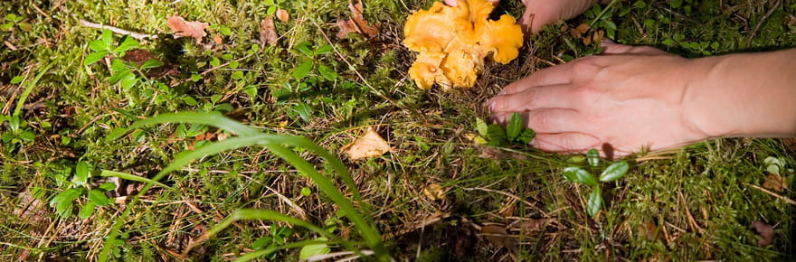 Cueillette des champignons&nbsp;: pourquoi il ne faut surtout pas se fier &agrave; cette m&eacute;thode pour les reconnaitre selon l'Anses