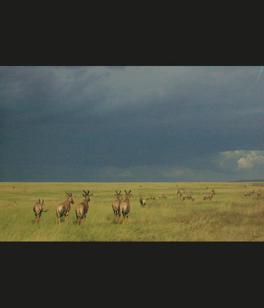 La savane avant l'orage