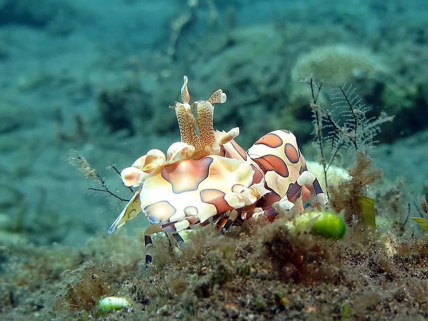 Crevette arlequin