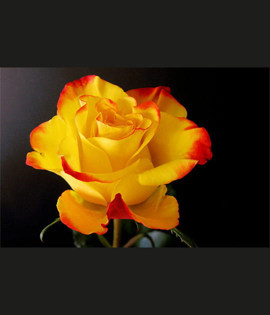 La rose jaune et rouge
