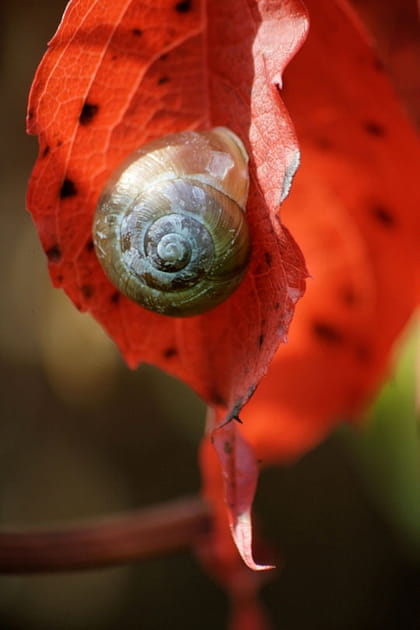 Escargot&eacute; dans la lumi&egrave;re