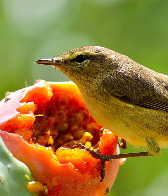 Les oiseaux&hellip; et les autres plantes&nbsp;!